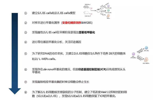 《Nature》主刊报道胚胎模型的甲基化研究