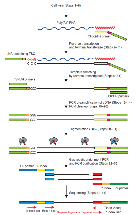 凯发k8国际单细胞 RNA 测序服务 SMART-seq2 技术原理