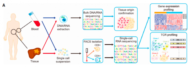 单细胞 RNA 测序应用：肿瘤微环境