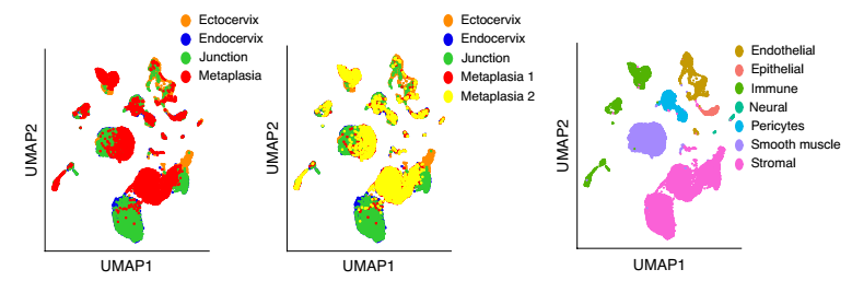 健康小鼠宫颈外，宫颈内，过渡区和 VA 缺乏引起的鳞状化生的 scRNA-seq