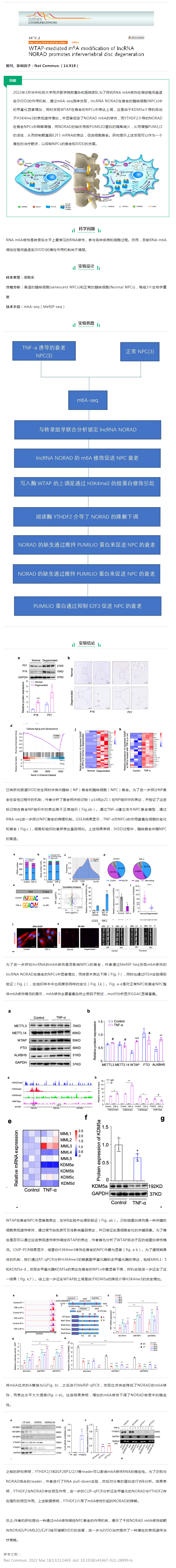 文献解读_WTAP 介导的 lncRNA NORAD 的 m6A 修饰促进椎间盘退变（IVDD）