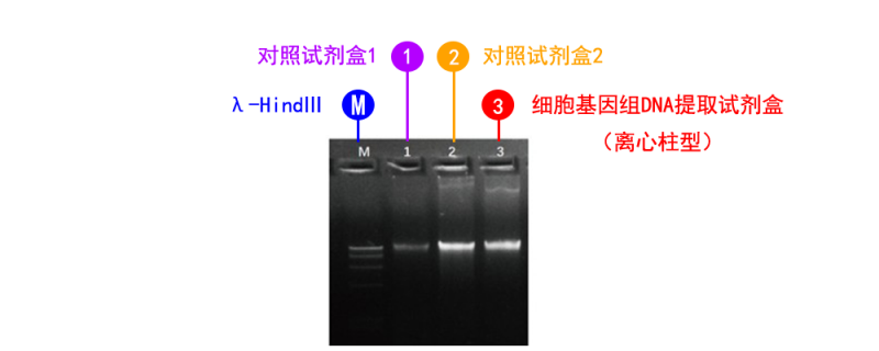 细胞基因组 DNA 提取试剂盒（离心柱型）