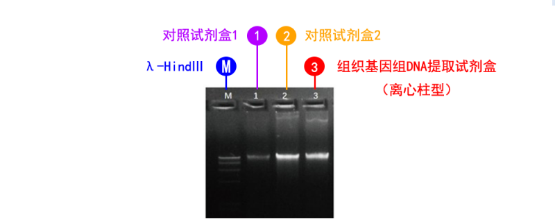组织基因组 DNA 提取试剂盒（离心柱型）