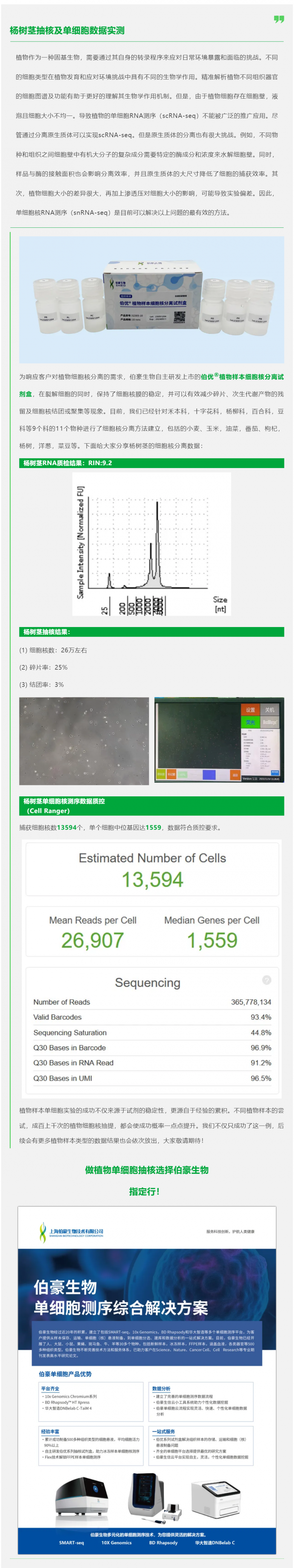 植物抽核哪家强！伯优试剂来帮忙！杨树茎抽核及单细胞数据实测